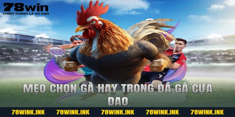 Mẹo chọn gà hay trong đá gà cựa dao